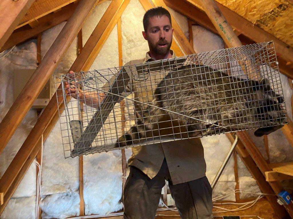 Fairfax County raccoon trapping